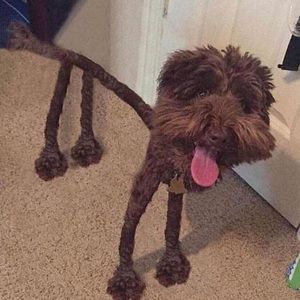 Meet your Posher, Adam